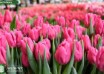 Tulipa Pink Majesty ® (2)